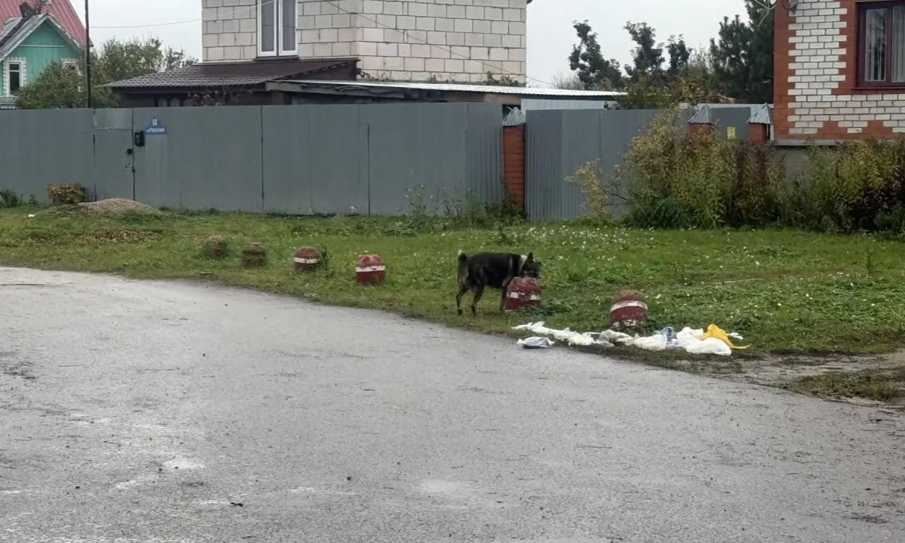Проблема бродячих собак в Боровске: От нерешенности к критическому обострению – тревожный сигнал от жителей.