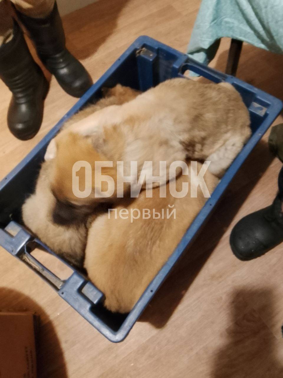 ?Вчера у ворот приюта «Новый Ковчег» остановилась дорогая китайская машина. Из неё вышли явно обе...