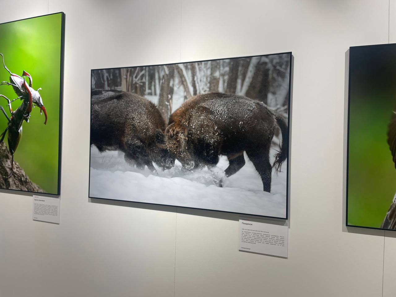 Калужские зубры представлены на фестивале «Первозданная Россия»

На фестивале, который проходит в...