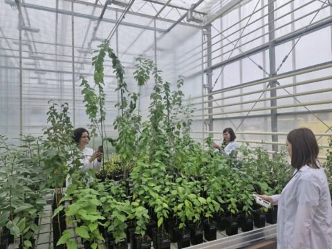 Учащиеся агроклассов школ Обнинска и Кривого провели исследования растений в Курчатовском НИЦ.

В...