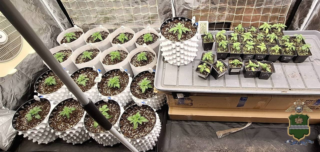 В Тарусском районе поймали двух парней, которые выращивали коноплю. У них нашли 140 кустов!

Оказ...