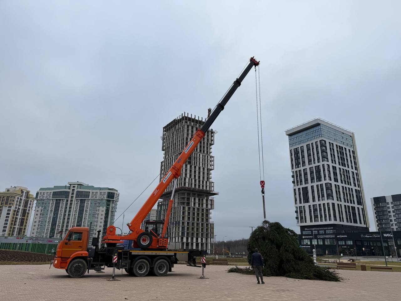 На площади у дуба появилась главная городская елка – живая! Впервые за долгое время. Украшать буд...